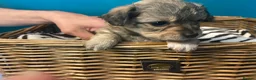 Chiweenie dogs for sale: 🐶 Gorgeous Litter of Toy Chiweenies 🐶 in Okehampton - Advert 11