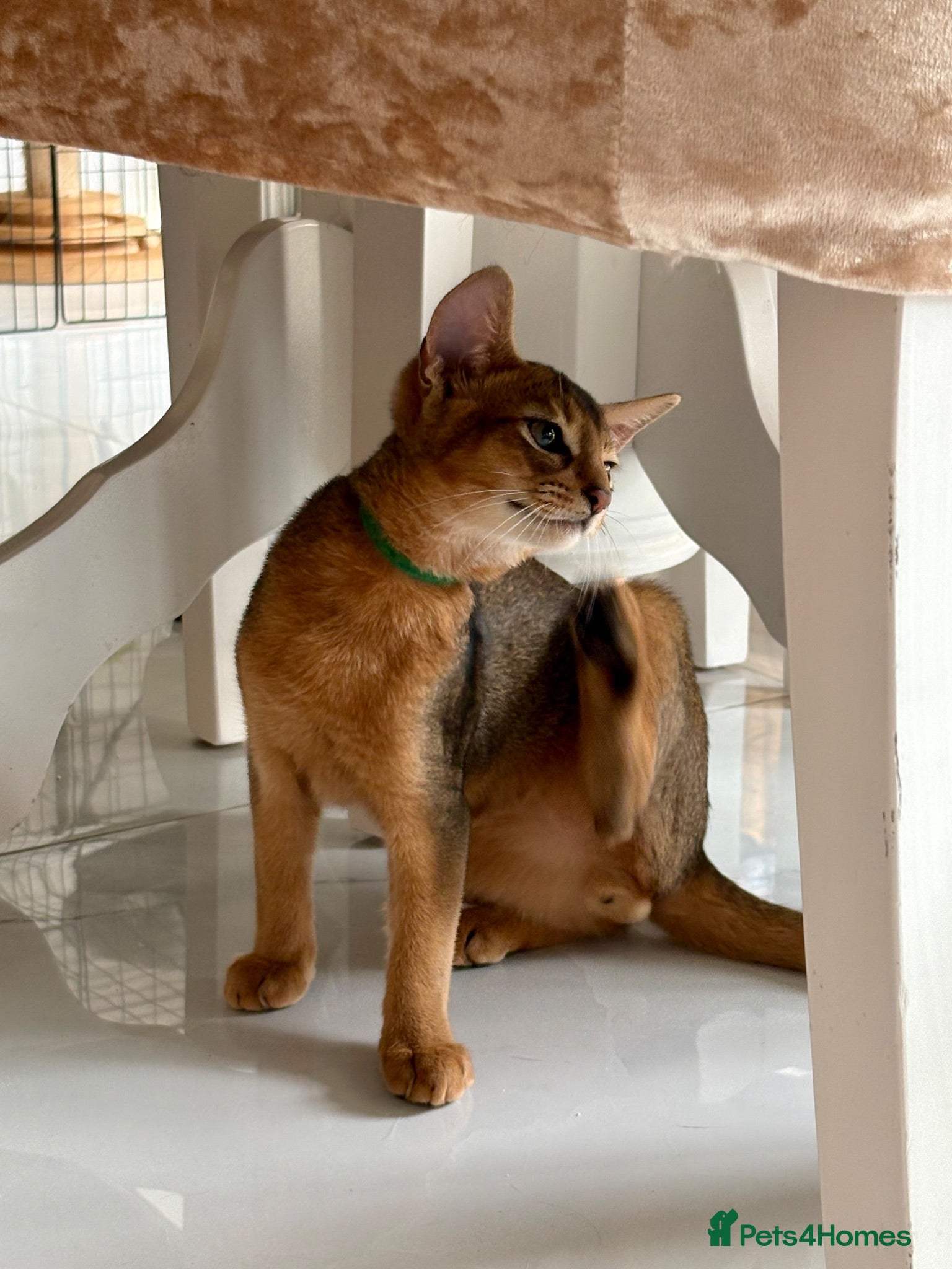 Abyssinian cats Beautiful abyssinian kittens - Advert 1