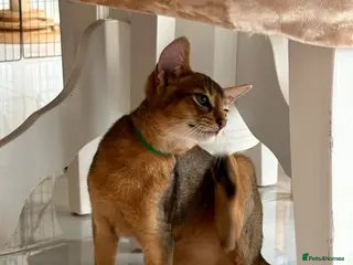 Abyssinian cats Beautiful abyssinian kittens - Advert 1