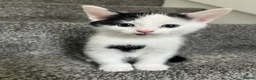 Domestic Shorthair cats for sale: Gorgeous kittens needing homes <3  - Advert 8