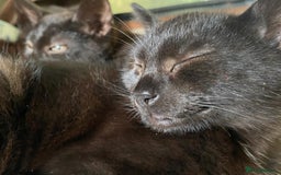 Mixed Breed cats for sale: 3 black kittens for sale  - Image 6