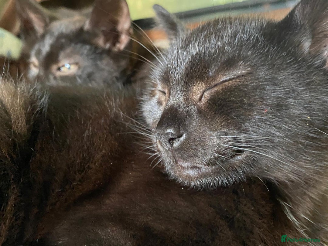 Mixed Breed cats for sale: 3 black kittens for sale  - Image 6