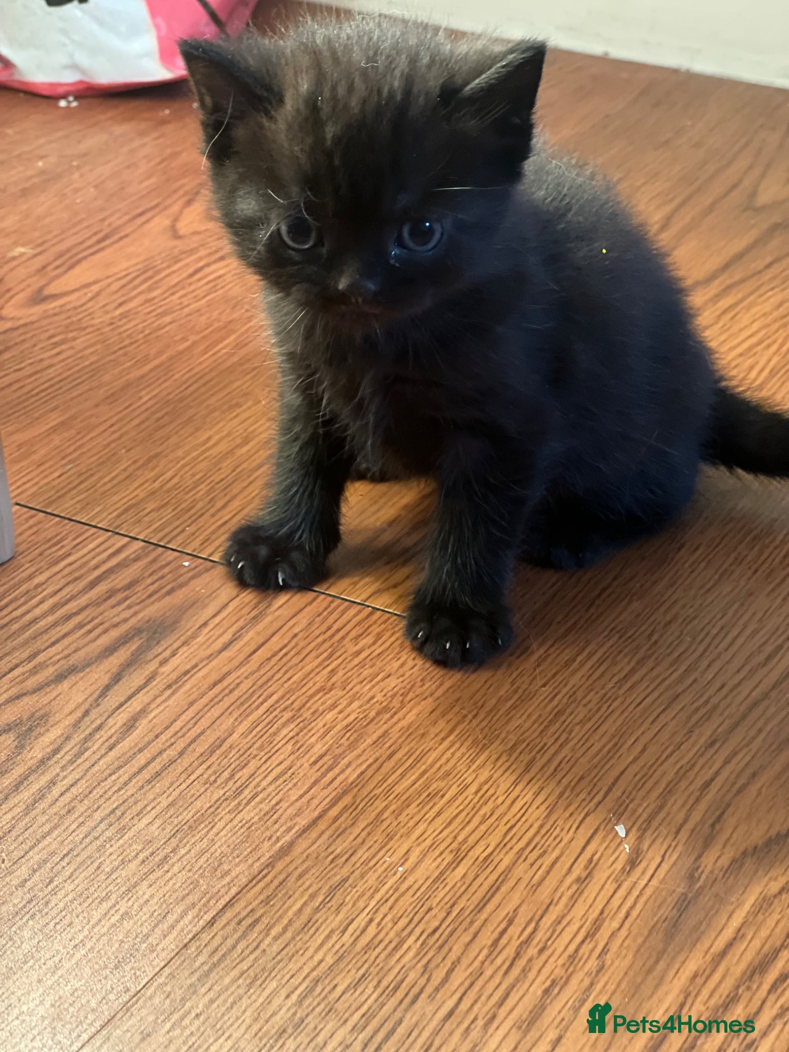 Mixed Breed cats British shorthair - Advert 2