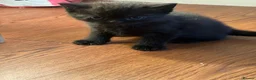 Mixed Breed cats for sale: British shorthair - Advert 4