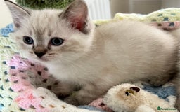 Ragdoll cats for sale: Pure Ragdoll Boys – Raised with Mum in Family Home - Image 16