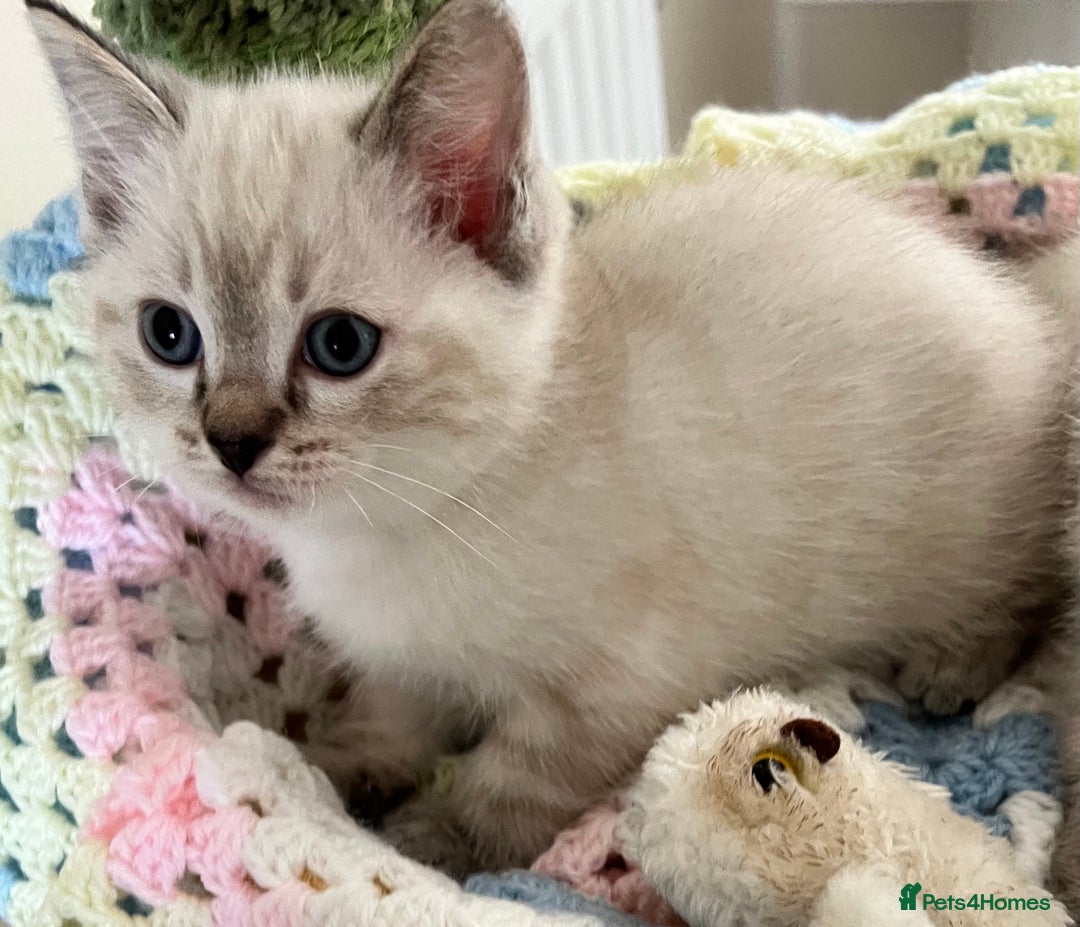 Ragdoll cats for sale: Pure Ragdoll Boys – Raised with Mum in Family Home - Image 16
