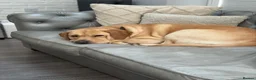 Labrador Retriever dogs for stud: Golden Labrador Retriever (4 years old)  in Ruislip - Advert 16