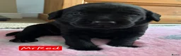 Labrador Retriever dogs for sale: Stunning working black Labrador pups.  - Advert 3