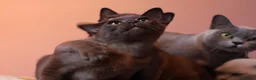 Burmese cats for sale: Beautiful Healthy Burmese  - Advert 4