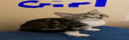 Mixed Breed cats for sale: Bengal cross kittens - Advert 26
