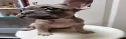 French Bulldog dogs for sale: 4 Beautiful French Buldog Puppies - Advert 3
