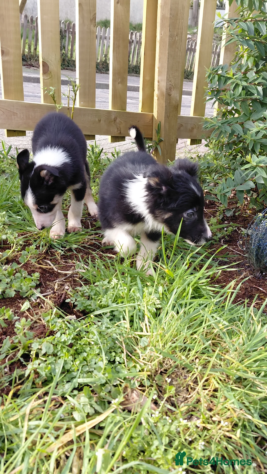 Border Collie dogs for sale: Border collie puppies tris + b/w - Advert 25