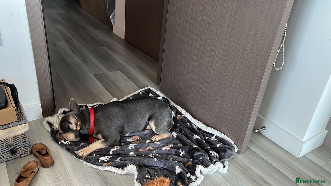 French Bulldog dogs for sale: Pedigree French bulldog. - Advert 1