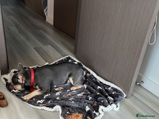 French Bulldog dogs Pedigree French bulldog. - Advert 1