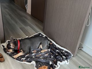 French Bulldog dogs Pedigree French bulldog. - Advert 8