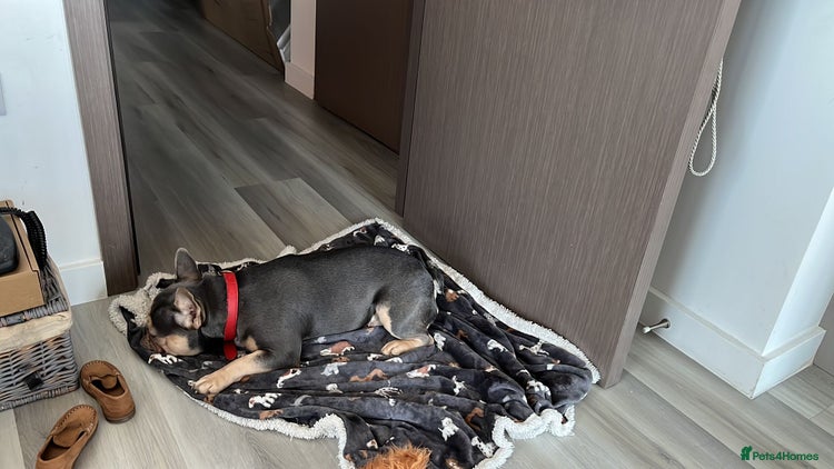 French Bulldog dogs Pedigree French bulldog. - Advert 1