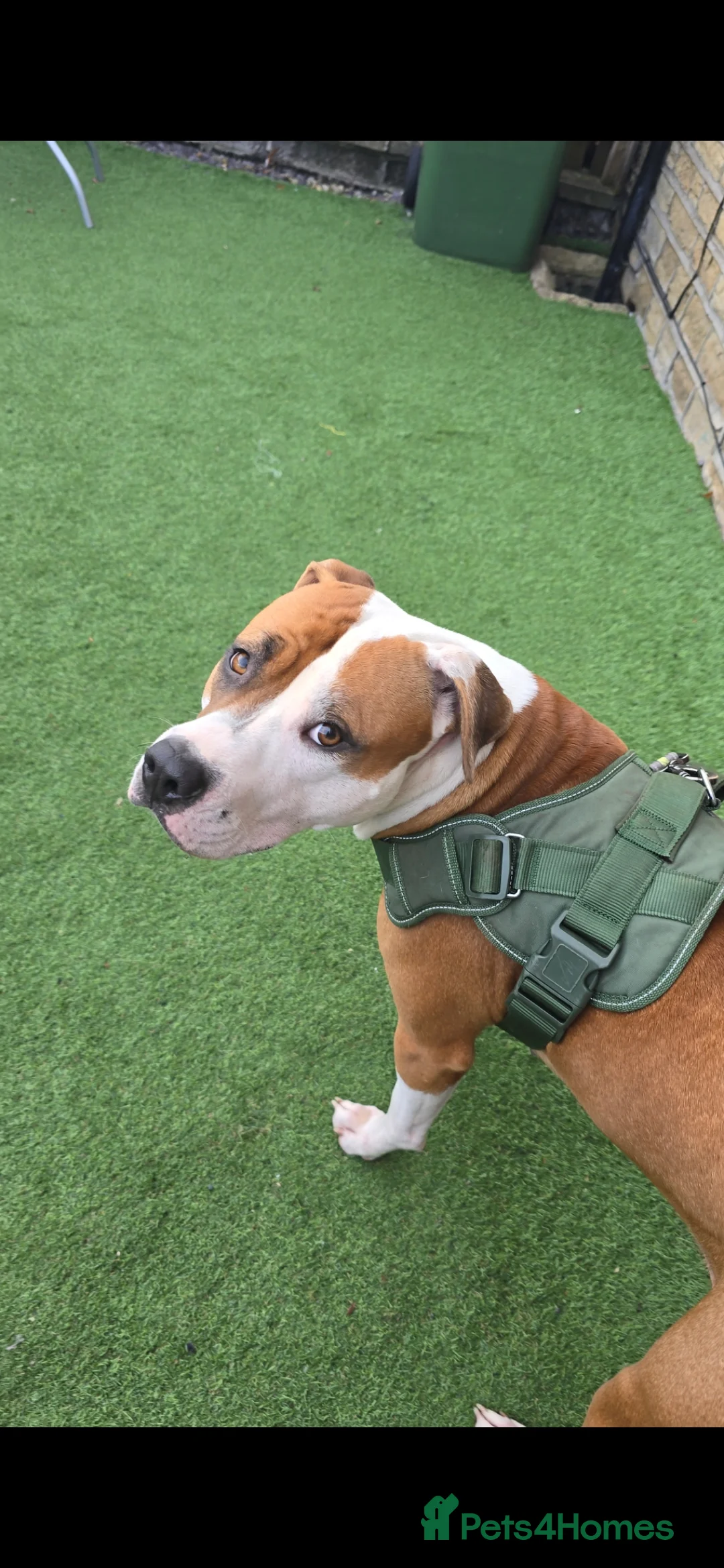 Mixed Breed dogs for sale: Beautiful mixed staffy age 3 - Advert 8