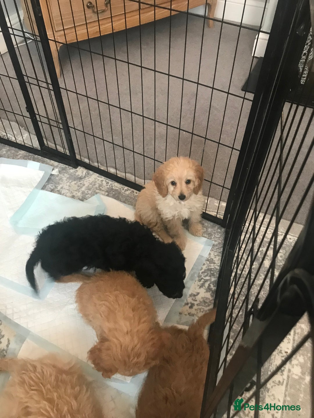 Cockapoo dogs for sale: 🐩🐶STUNNING F1 COCKAPOO PUPPIES🐶🐩 - Image 26