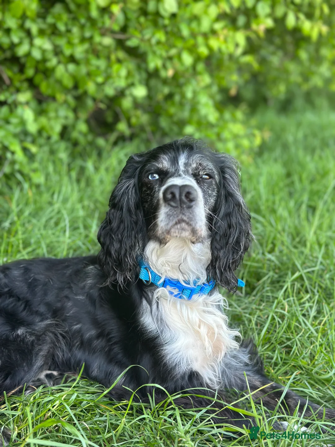Cocker Spaniel dogs for sale: Murial Worker Cocker in Worcester - Advert 5