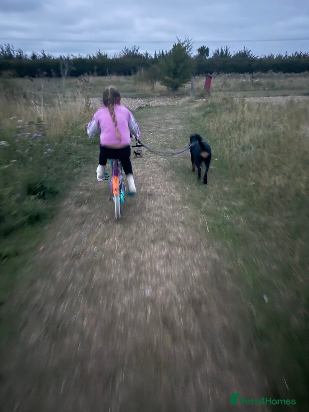 Rottweiler dogs for sale: Rottweiler pup for rehome - Advert 16