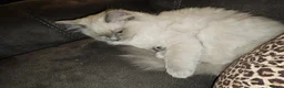 Ragdoll cats for sale: Female ragdoll kitten  - Advert 2