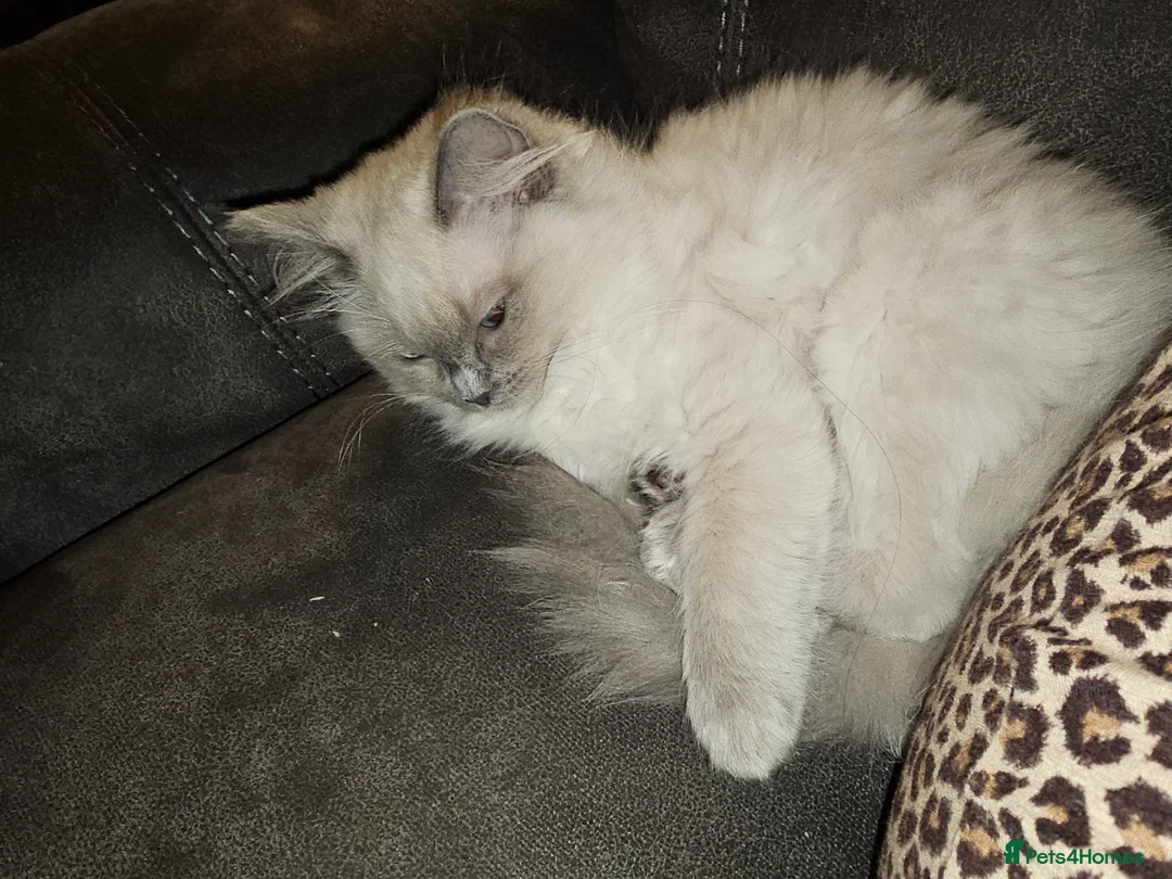Ragdoll cats for sale: Female ragdoll kitten  - Advert 2