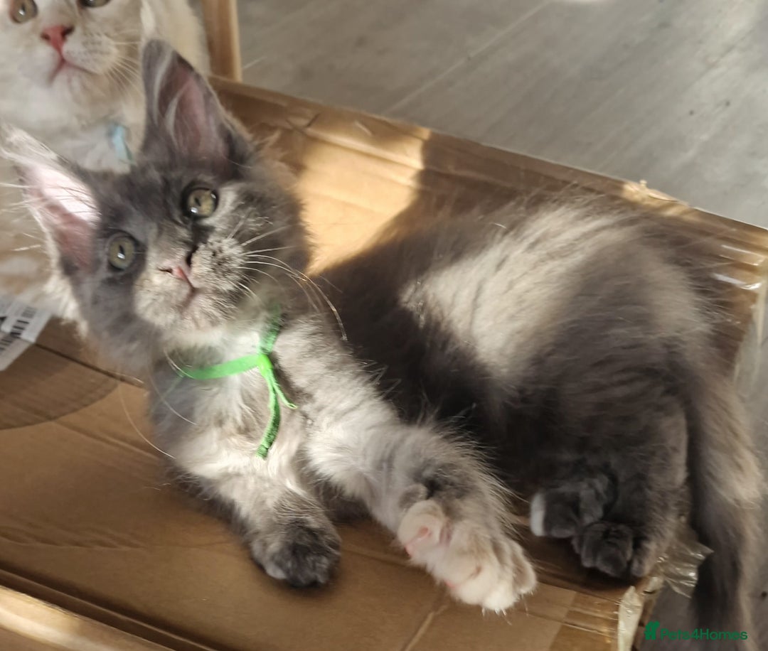 Maine Coon cats for sale: Beautiful Fluffy Maine Coon Kittens - Image 16