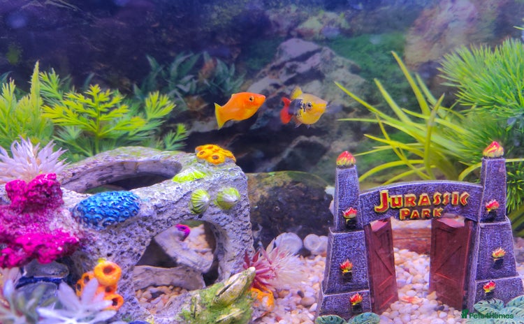 Platies fish - Advert 2