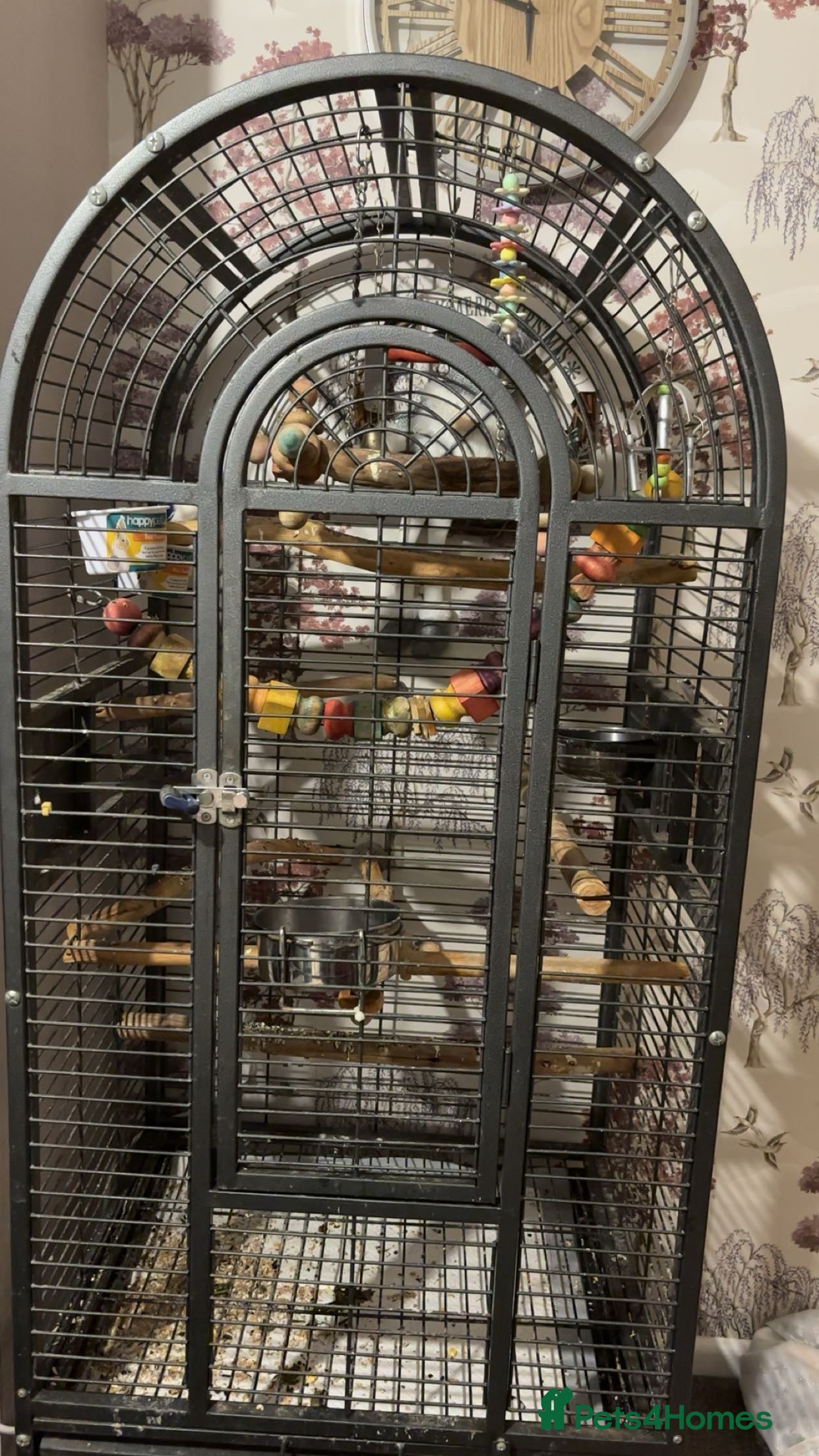 Lovebirds birds Lovebirds  - Advert 2