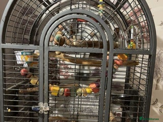 Lovebirds birds Lovebirds - Advert 2