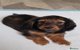 Miniature Dachshund dogs for sale: Miniature longhaired Dashchounds  - Image 4