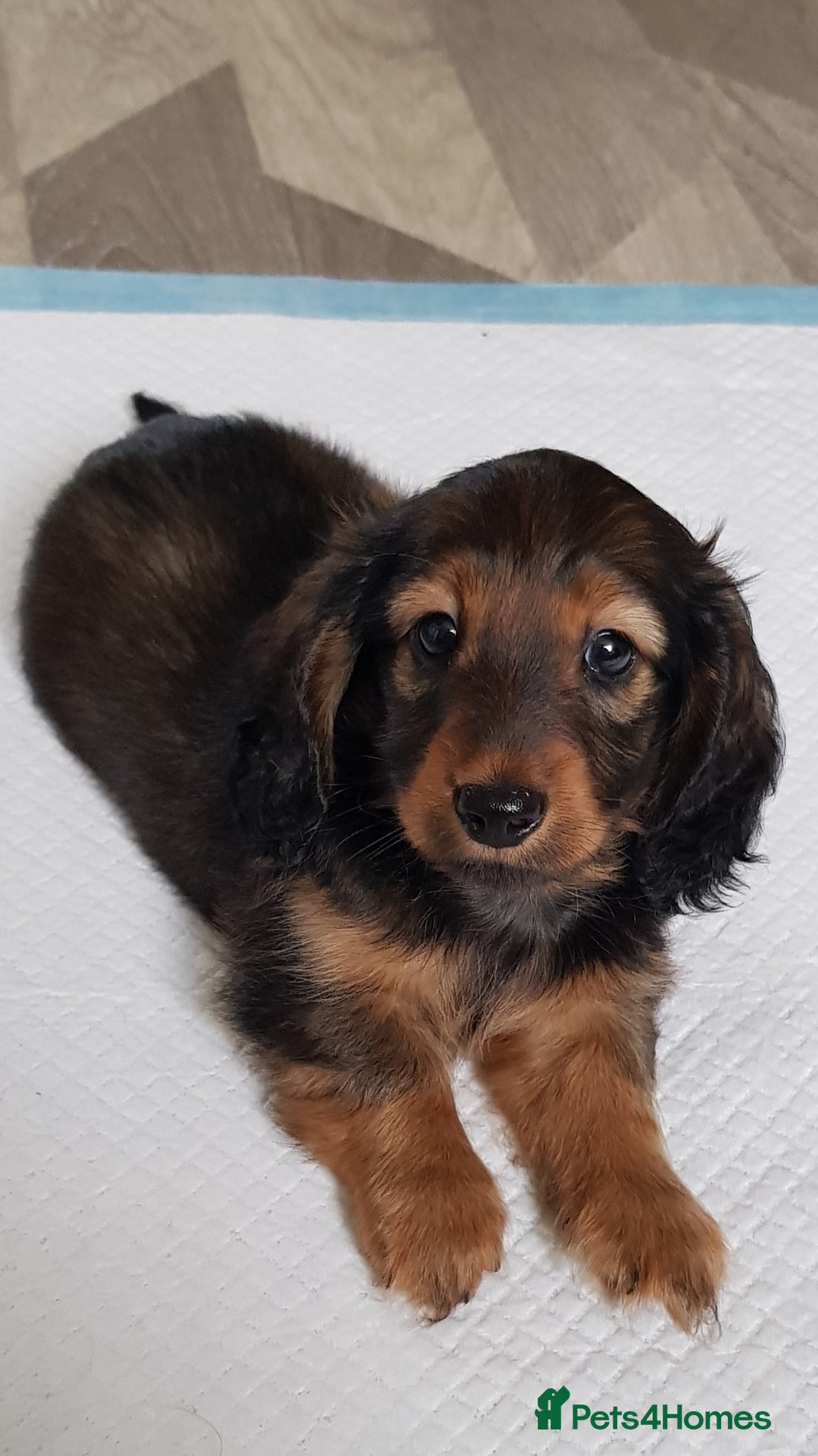 Miniature Dachshund dogs for sale: Miniature longhaired Dashchounds  - Image 4
