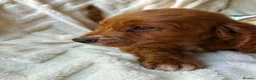 Cocker Spaniel dogs for sale: 9 Gorgeous Cocker Spaniel Puppies For Sale! - Advert 21