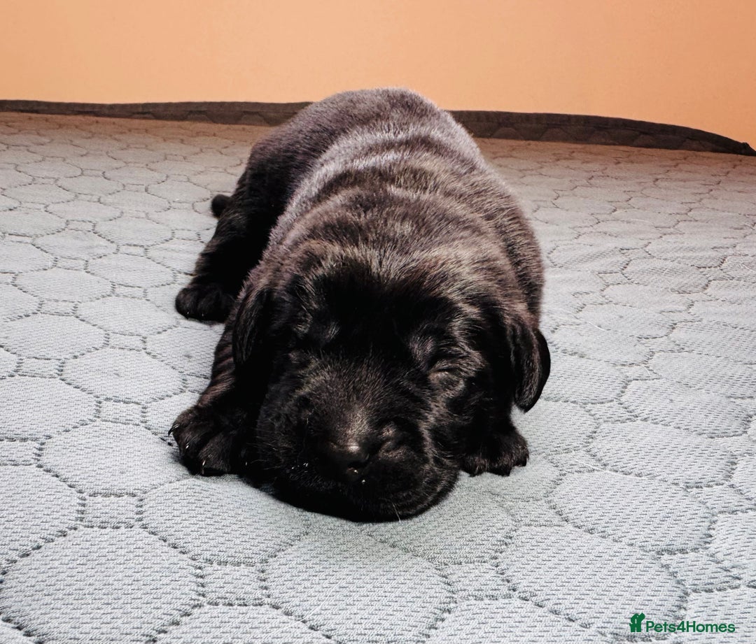 Labrador Retriever dogs for sale: Beautiful Working Black Labradors 🐾🐾 - Advert 5