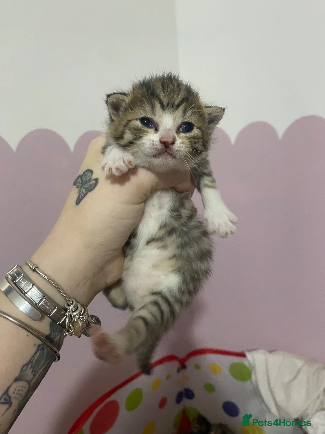 Mixed Breed cats for sale: 5x kittens for sale  in Hull - Advert 16