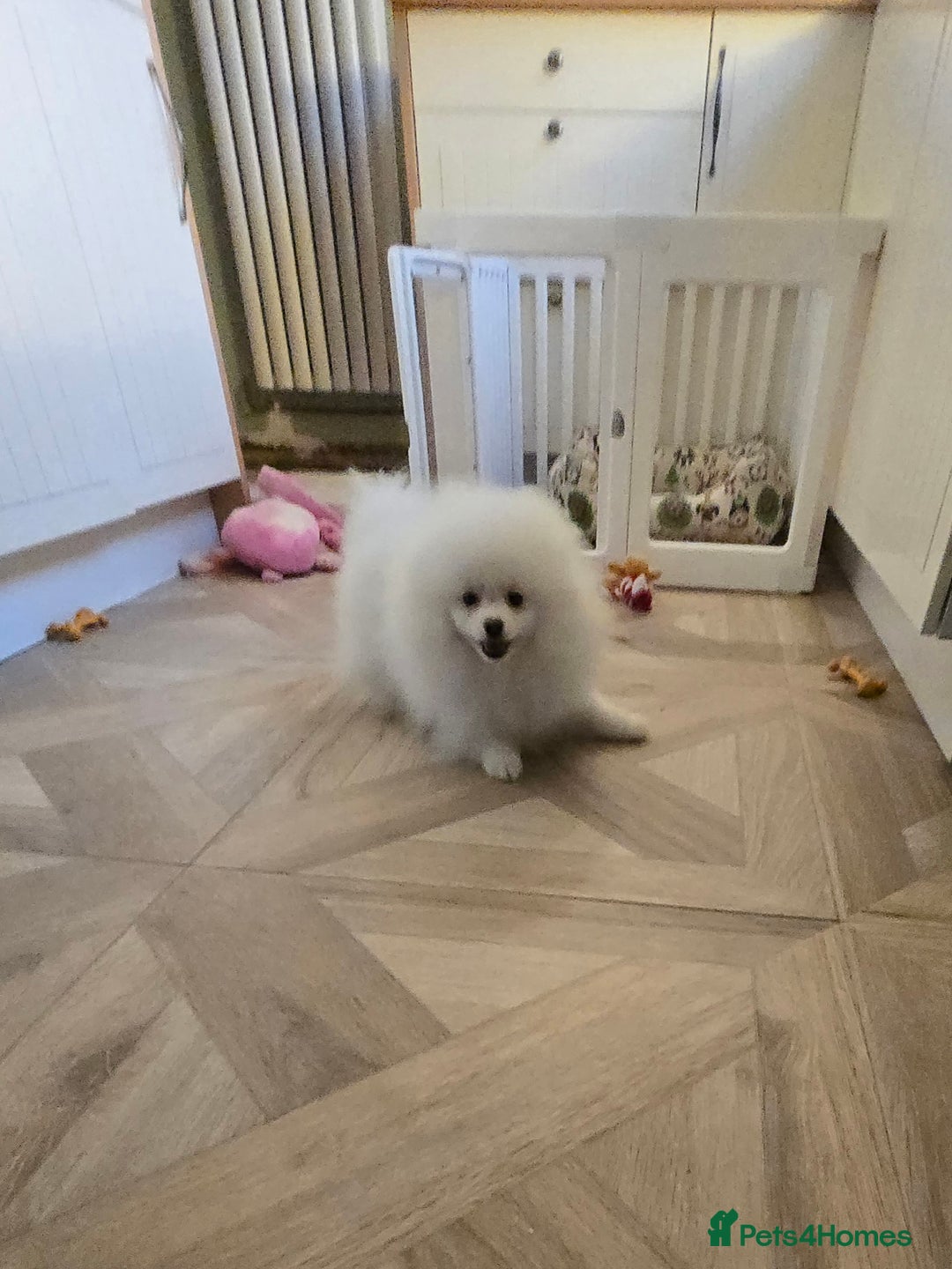 Pomeranian dogs for sale: Snow white Pomeranian boy - Advert 8