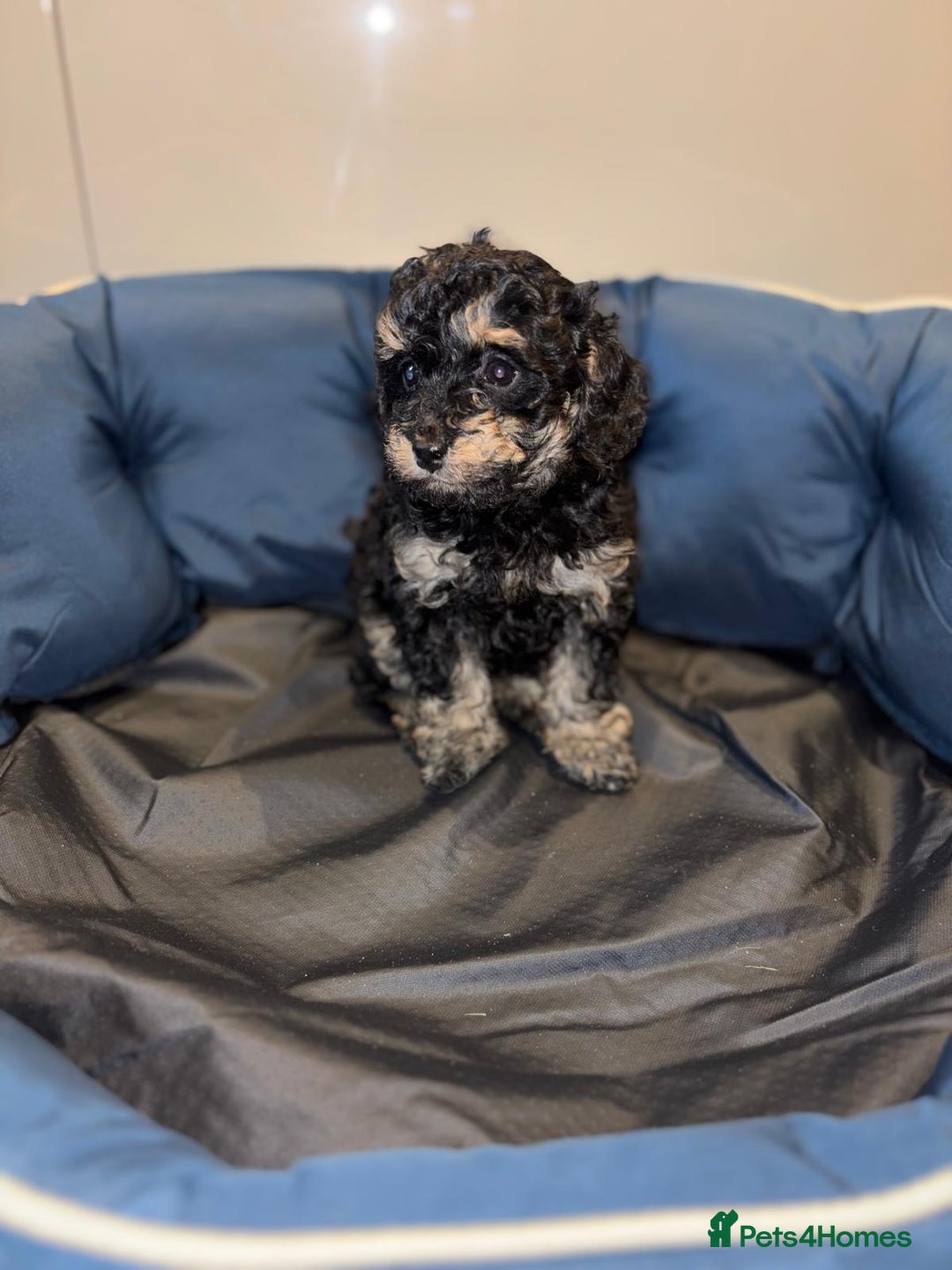 Cavapoo dogs for sale: Stunning cavapoo puppies!! - Advert 4