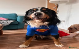 Bernese Mountain Dog dogs for stud: Bernese mountain STUD - Image 7