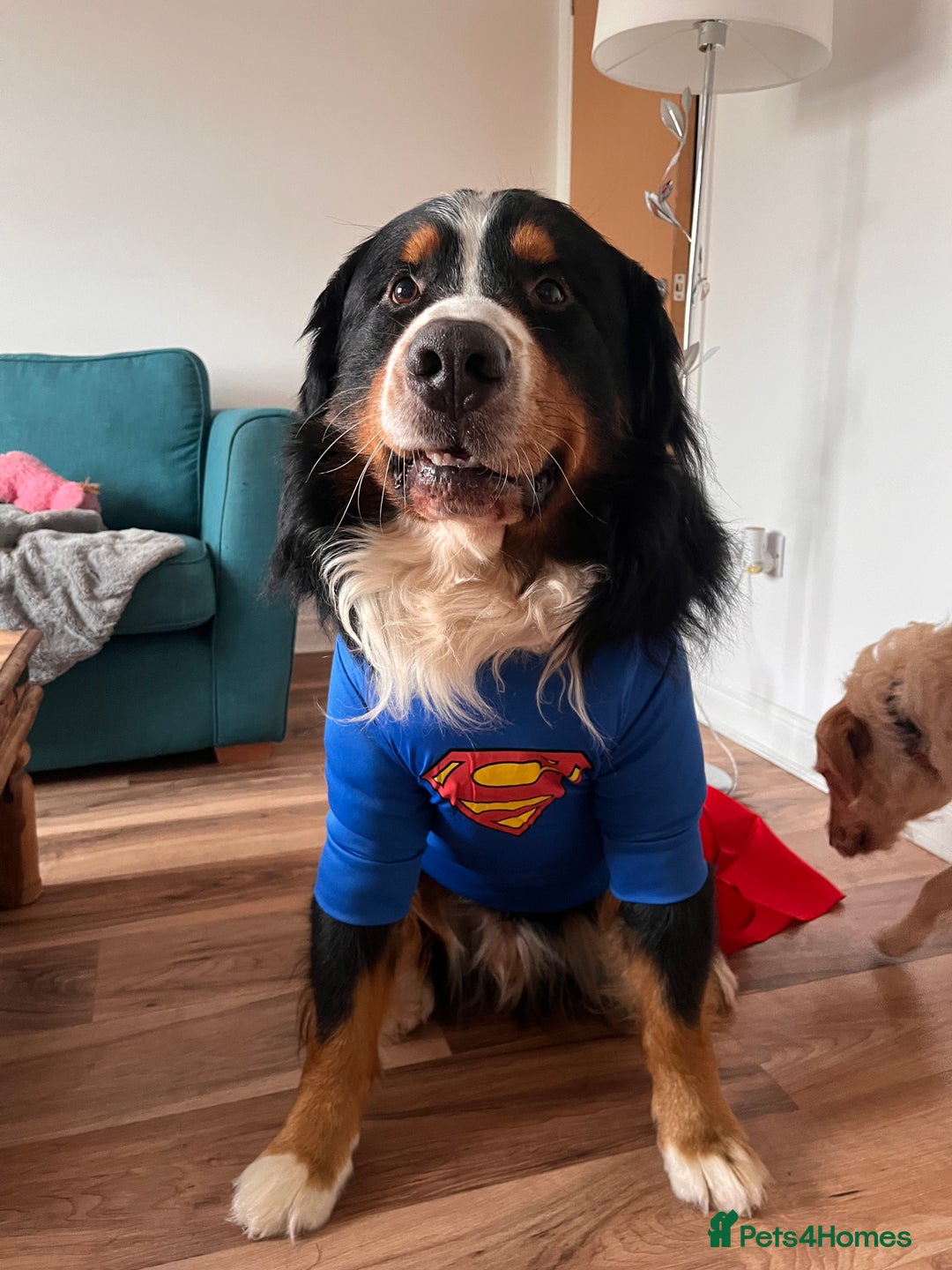 Bernese Mountain Dog dogs for stud: Bernese mountain STUD - Image 7