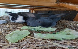 English rabbits for sale: Female and Male 4 Year Old Rabbits With Full Setup - Image 5