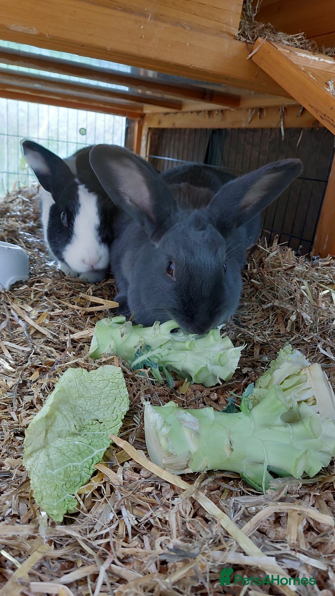 English rabbits for sale: Female and Male 4 Year Old Rabbits With Full Setup - Image 5