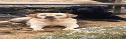 Labrador Retriever dogs for sale: Waiting list for LABRADOR  puppies - Advert 15