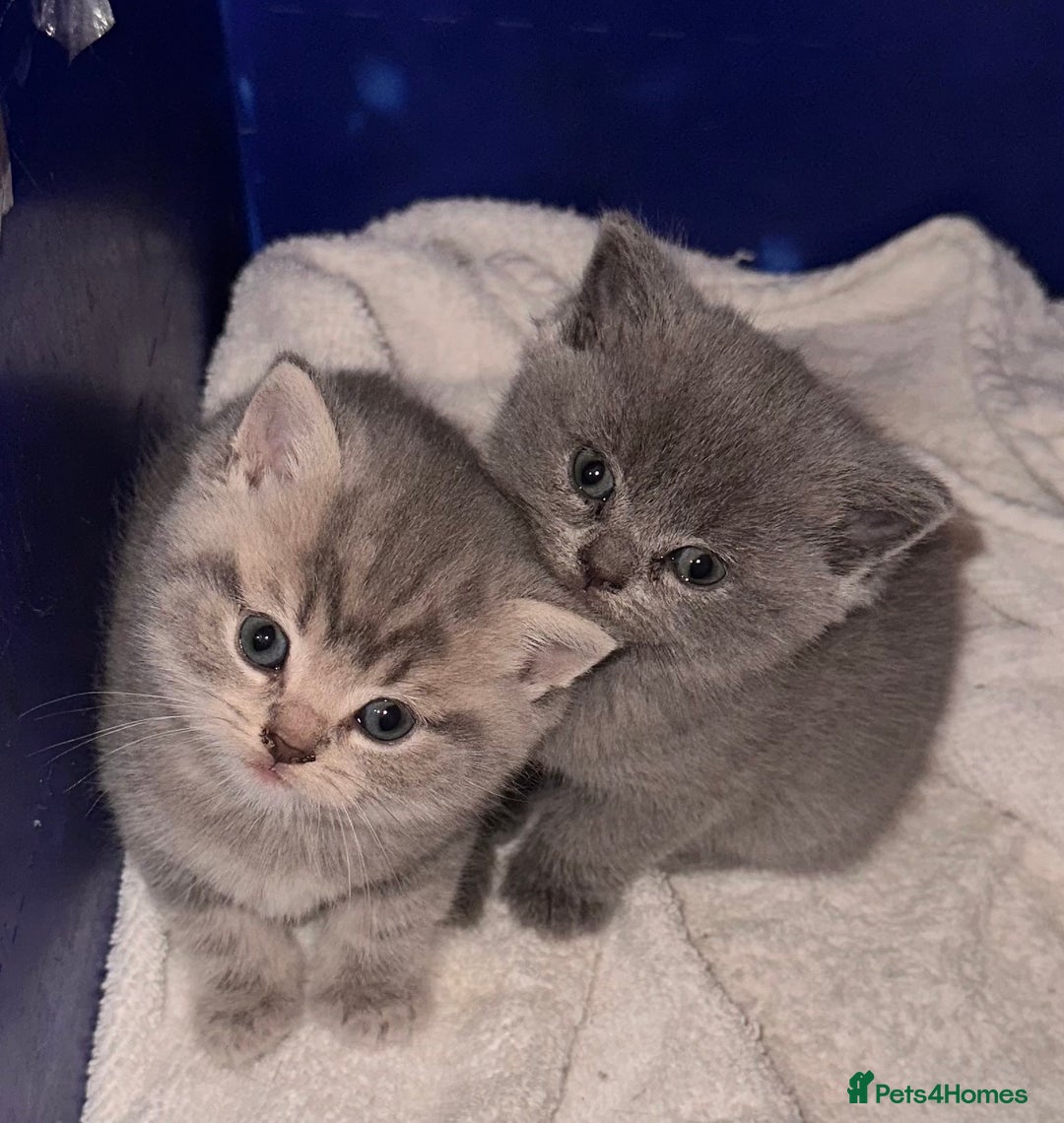 British Shorthair cats for sale: british shorthair kittens - Advert 3