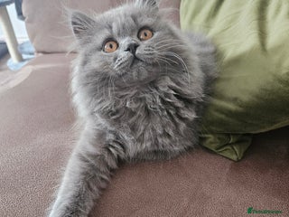 British Longhair cats - Advert 5