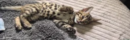 Bengal cats for sale: Bengal boys  - Advert 7