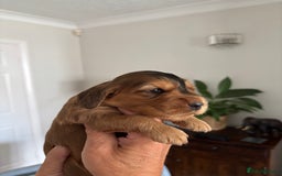 Cocker Spaniel dogs for sale: Outstanding kc reg cocker spaniel puppies - Image 3