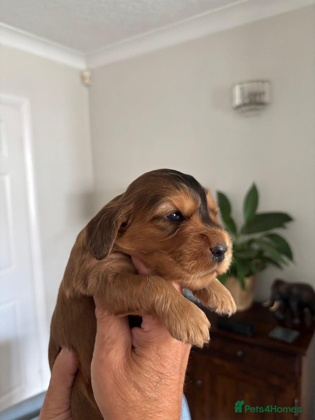 Cocker Spaniel dogs for sale: Outstanding kc reg cocker spaniel puppies - Image 3