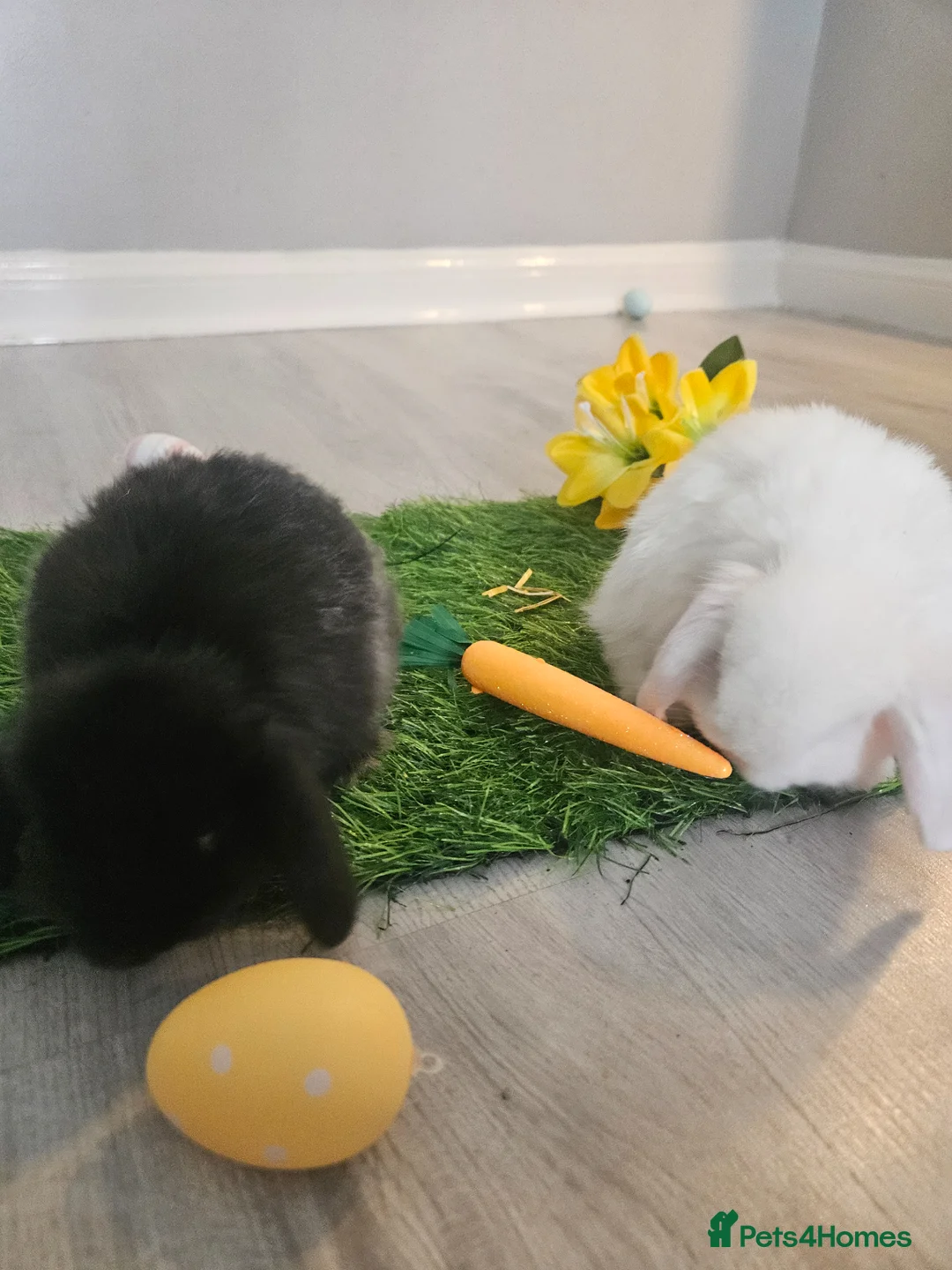 Mini Lop rabbits for sale: Min lop  in Motherwell - Advert 2