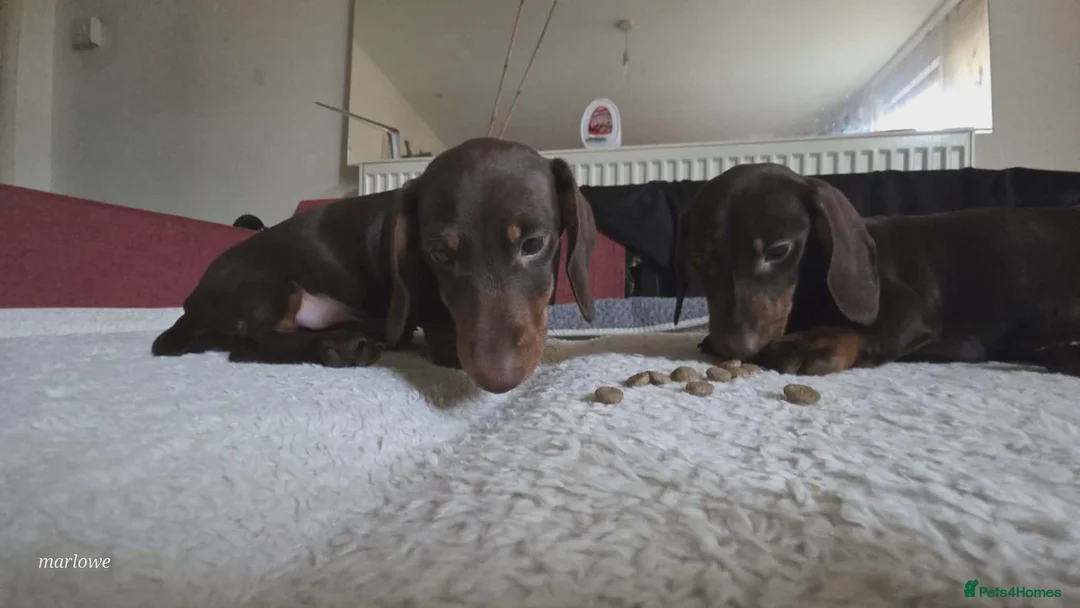 Miniature Dachshund dogs for sale: Miniature dashound  - Advert 3