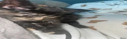 Turkish Angora cats for sale: Turkish angora x BSH  - Advert 2